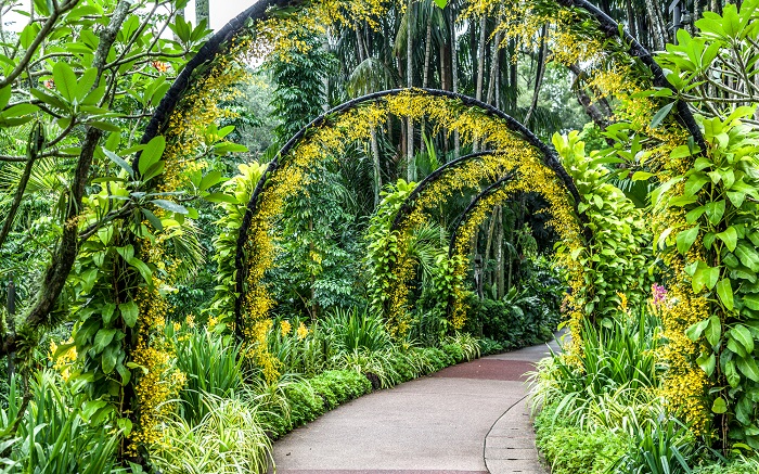 СИнгапурский ботанический сад