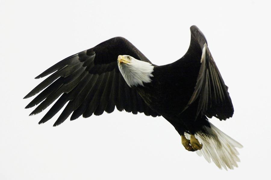 bald-eagle-in-flight