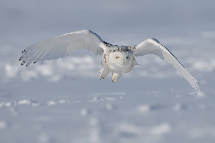 snow-owl
