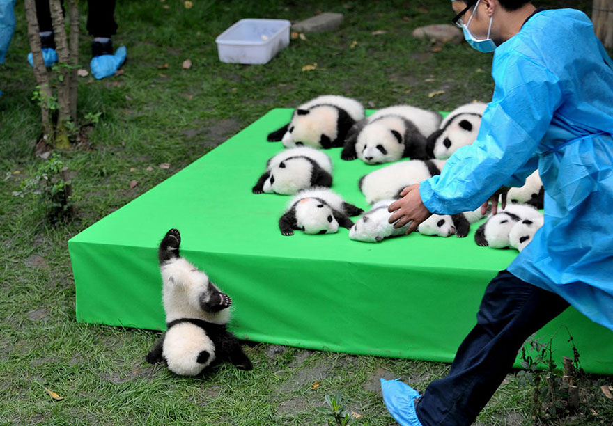 Падение маленькой панды