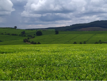 «Резать, рвать, крутить»: секреты чайного производства из Кении