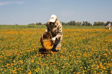 Органическая ферма Natura Siberica прошла сертификацию  по ГОСТ 33980-2016